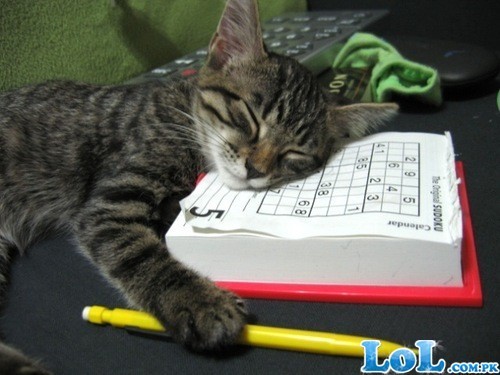  Sudoku cat!