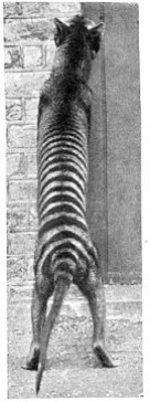  Thylacine - 1902