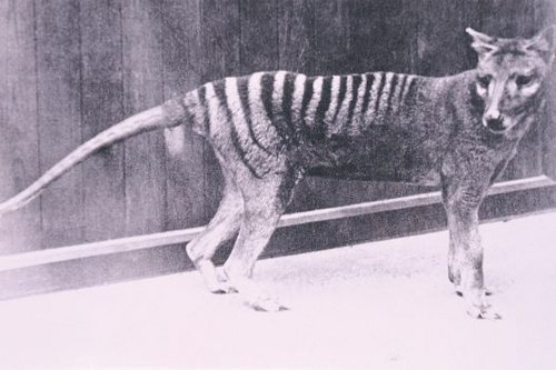  Thylacine, Hobart Zoo, 1930s