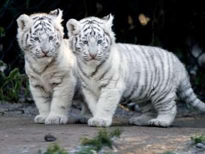  Baby White tigres