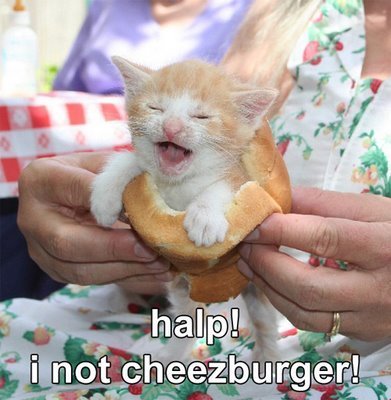 Halp! I not cheezburger