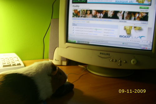  My guinea-pig is a Huddy fan !!