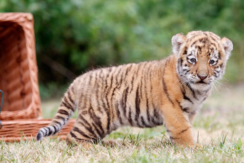  Baby tiger