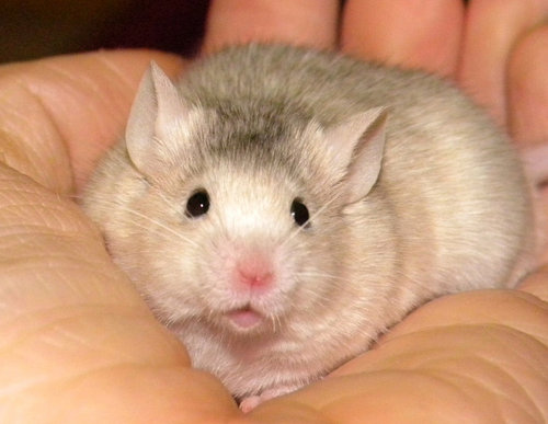  My мышь Fluffy