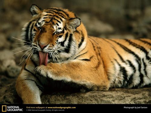 Siberian Tiger,Grooming