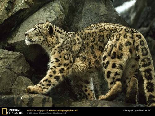  Snow leopard