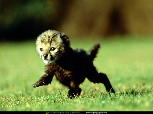  Baby Cheetah