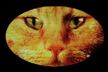 Andrew Cullen's avatar - Cheshire Cat