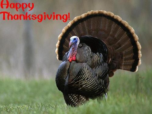  Happy Thanksgiving Turkey