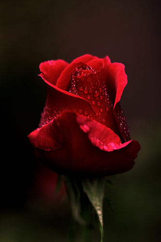  rose :)