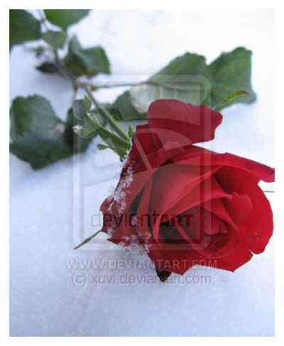 Roses :)