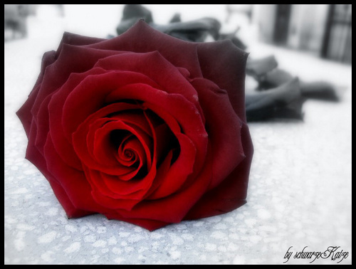  rosas :)
