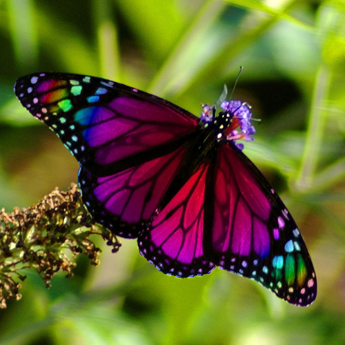  regenboog vlinder