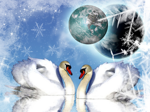  Swans In A Winter Wonderland