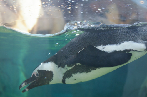  African पेंगुइन Swimming 1