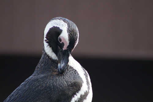  African pingüino, pingüino de Preening