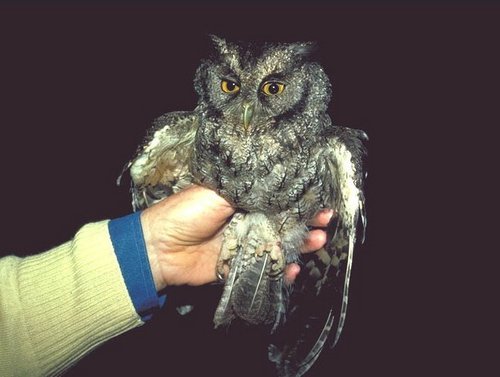  An Owl in the Hand Is Worth Two in the pohon