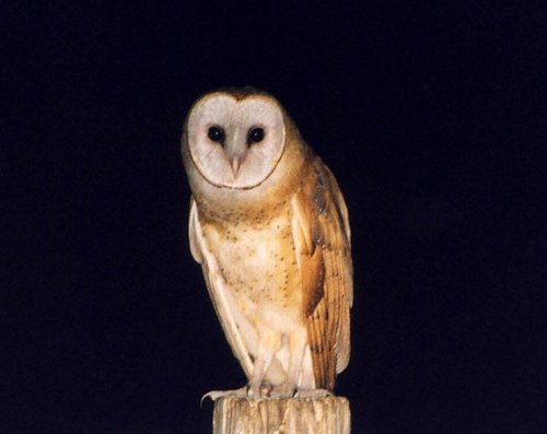 Barn Owl on a Post