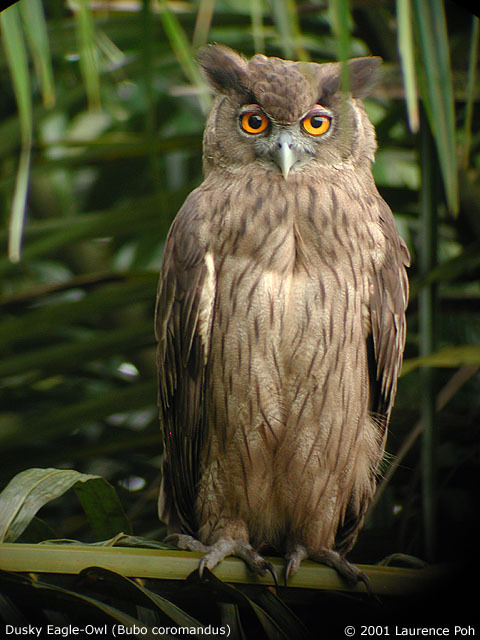 Dusky Eagle