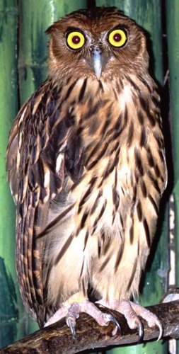  Eagle-Owl