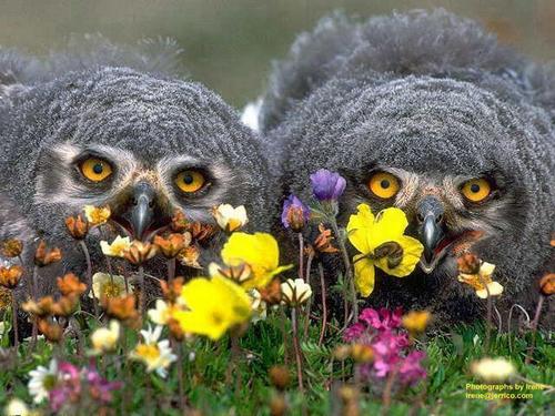  Great Grey Owl chicks
