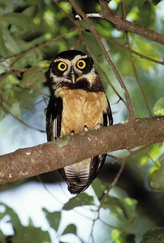 South American Spectual Owl