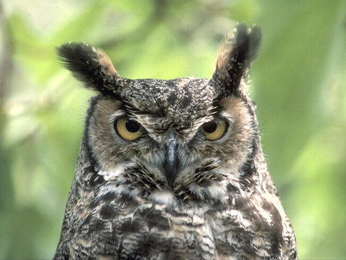 Tuffed-ear Owl