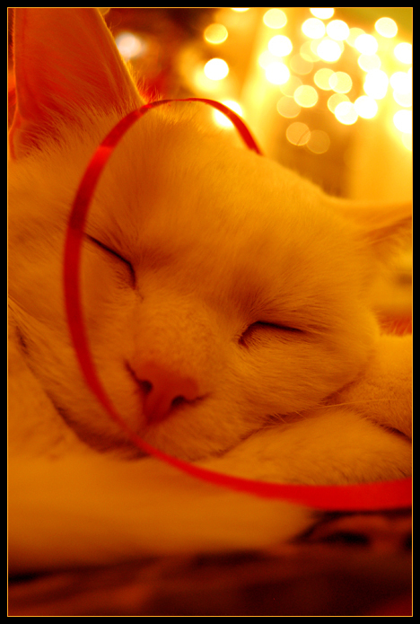 christmas cats - Christmas Photo (9351861) - Fanpop
