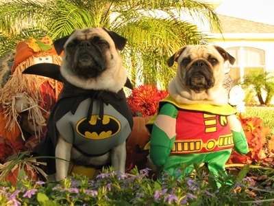 cute pug Robin and Batman