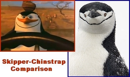  Skipper-Chinstrap Comparison