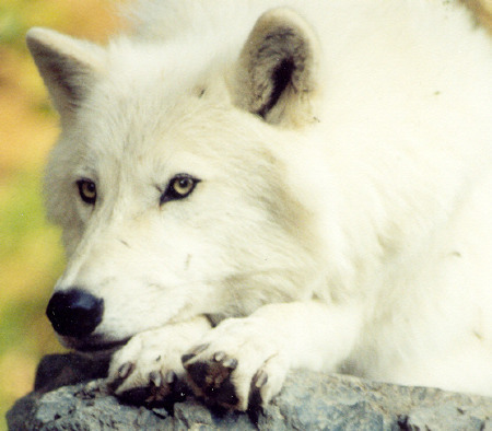  Arctic serigala, wolf