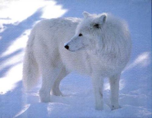  Arctic 狼, オオカミ