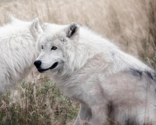  Arctic chó sói, sói