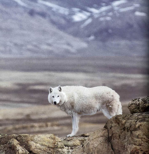  Arctic بھیڑیا