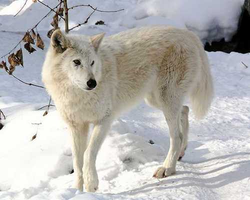 Arctic serigala, wolf