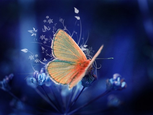  Beautiful papillons