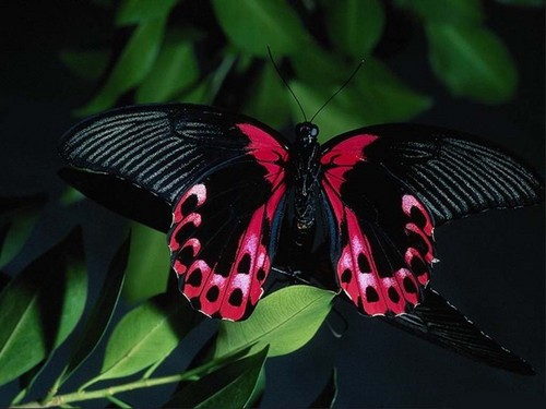  Beautiful kupu-kupu