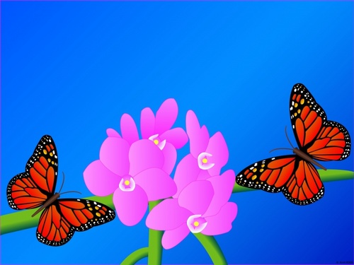  Beautiful Schmetterlinge