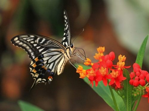  Beautiful bướm
