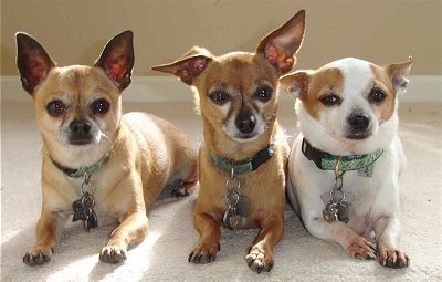 Chihuahua Trio