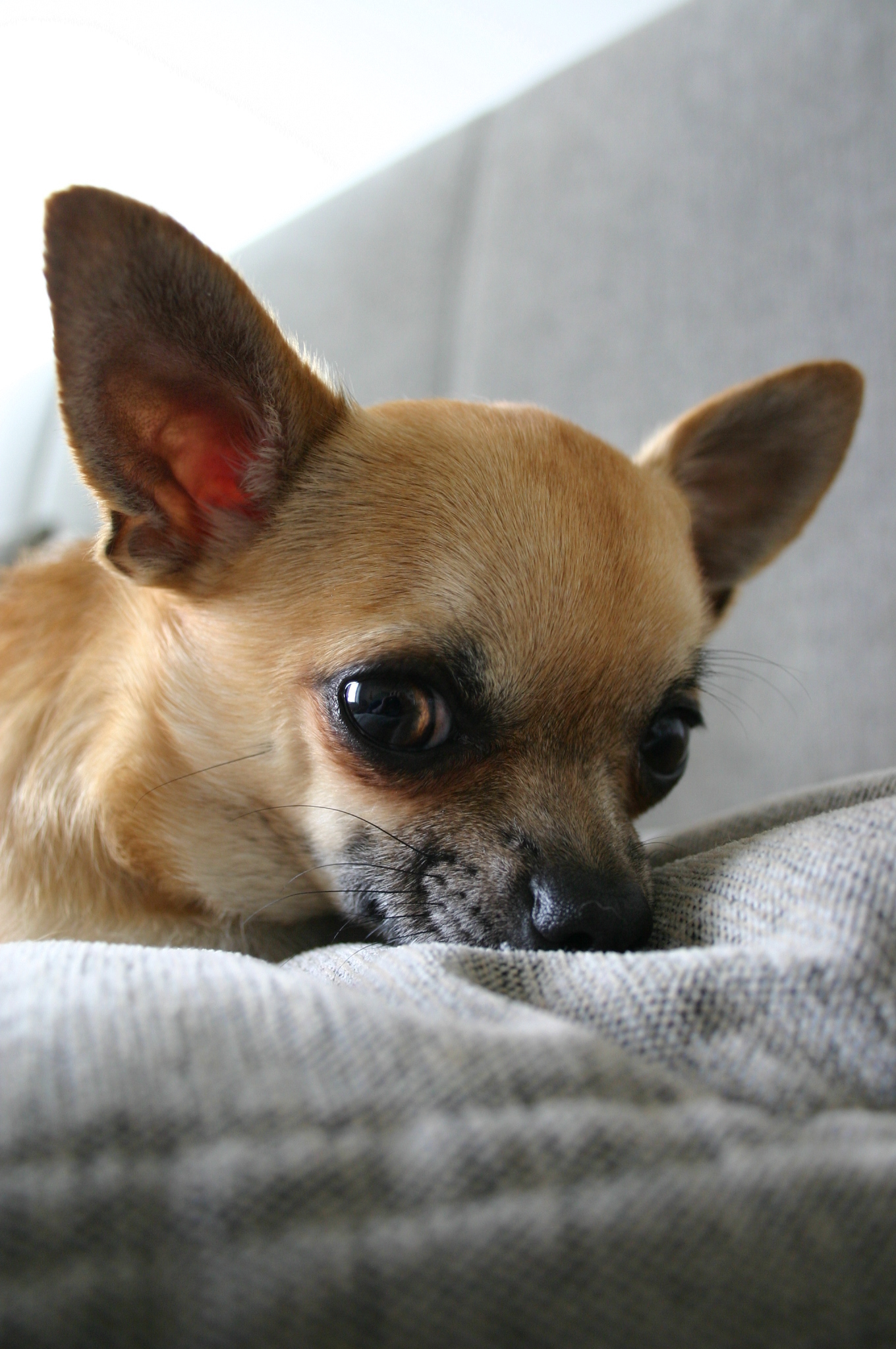 Chihuahua Chihuahua dog lovers Photo (9414647) Fanpop