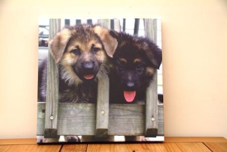  German Shepherd cachorritos On Canvas