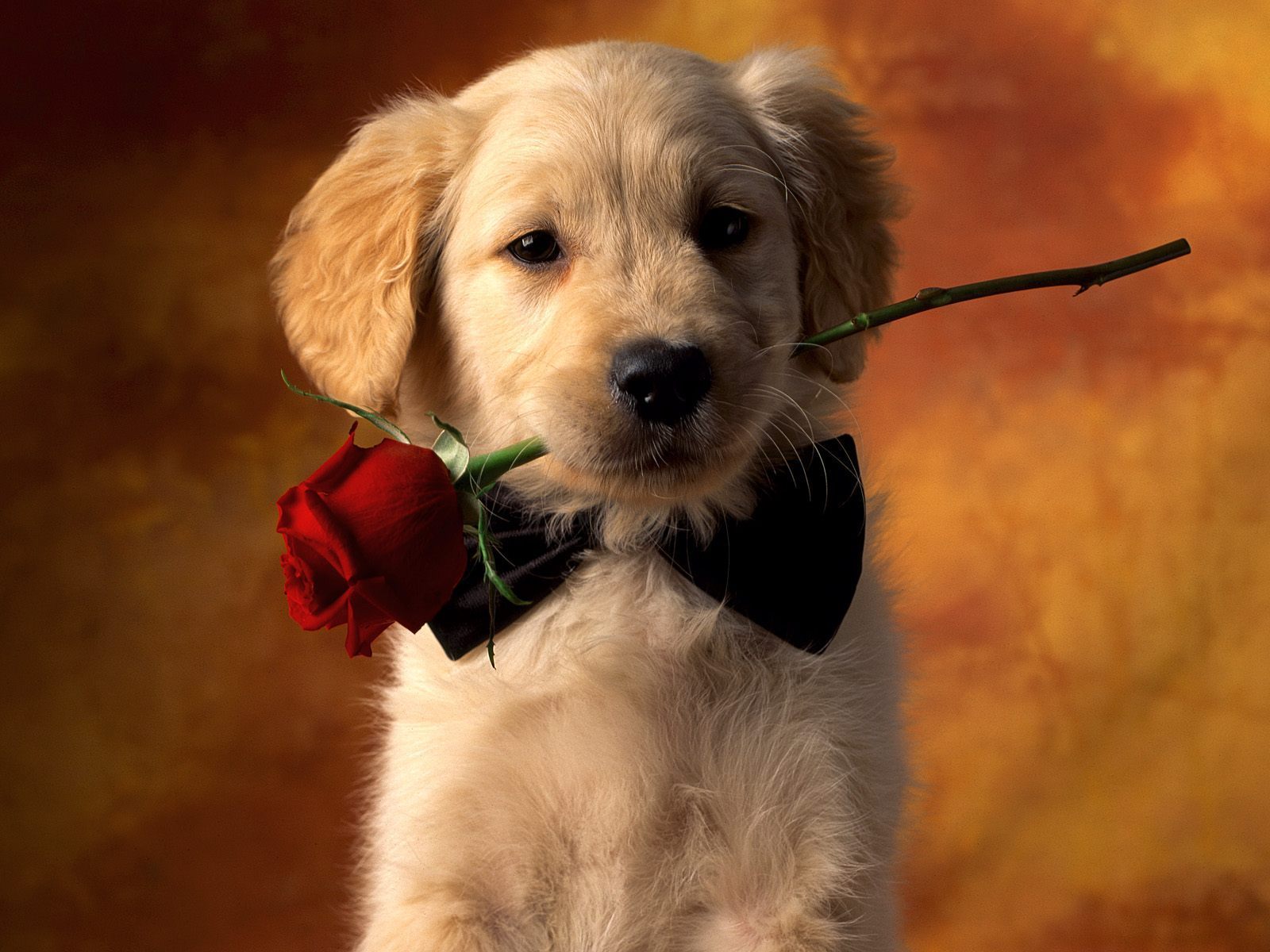 Puppy-Love-puppies-9460996-1600-1200