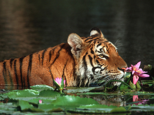  The royal bengal tiger