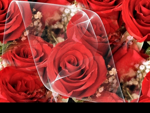  fond d’écran of Red roses