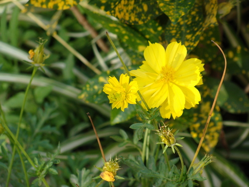  Yellow 花