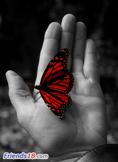  A con bướm, bướm for all here ^_^