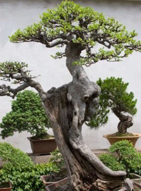  bonsai Trees