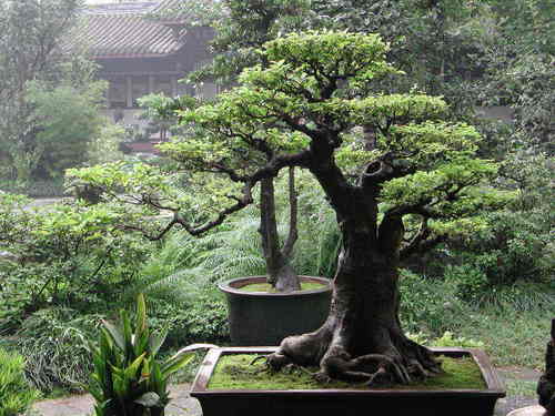  bonsai wallpaper