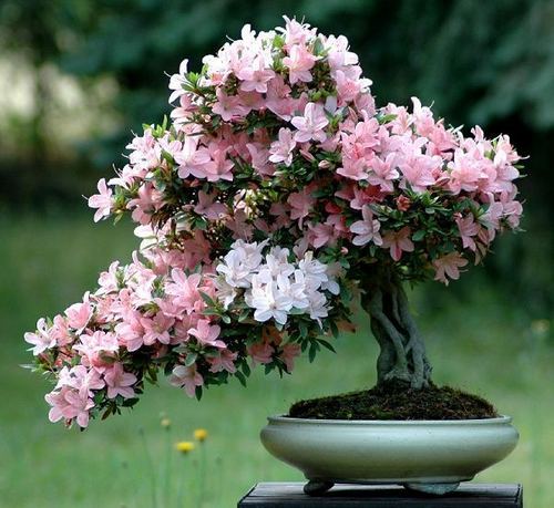  bonsai of cây đổ quyên, azalea
